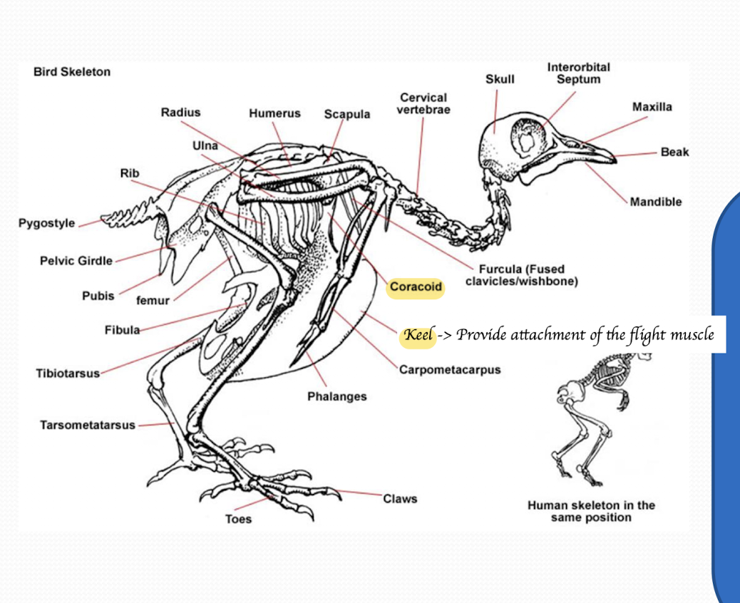 <ol><li><p>By reducing weight&nbsp;</p><ul><li><p>Fused bone e.g. Fused area of spine, fused pelvis, fused lumbar vertebrae and fused leg bones&nbsp;&nbsp;</p></li><li><p>Lightweight structure&nbsp;</p></li><li><p>Small skull relative to body size&nbsp;</p></li><li><p>No teeth (They’ve modified teeth into beak)</p></li></ul></li><li><p>By providing attachment points for flight muscle&nbsp;</p><ul><li><p>Keel&nbsp;</p></li><li><p>Coracoid → <span style="color: rgb(236, 3, 3);">Stick up with the scapula</span> →<span style="color: rgb(244, 14, 14);"> Stop the thorax being compressed by those strong wing muscle when they are flying</span> = Prevent chest compression&nbsp;</p></li></ul></li></ol><p></p>