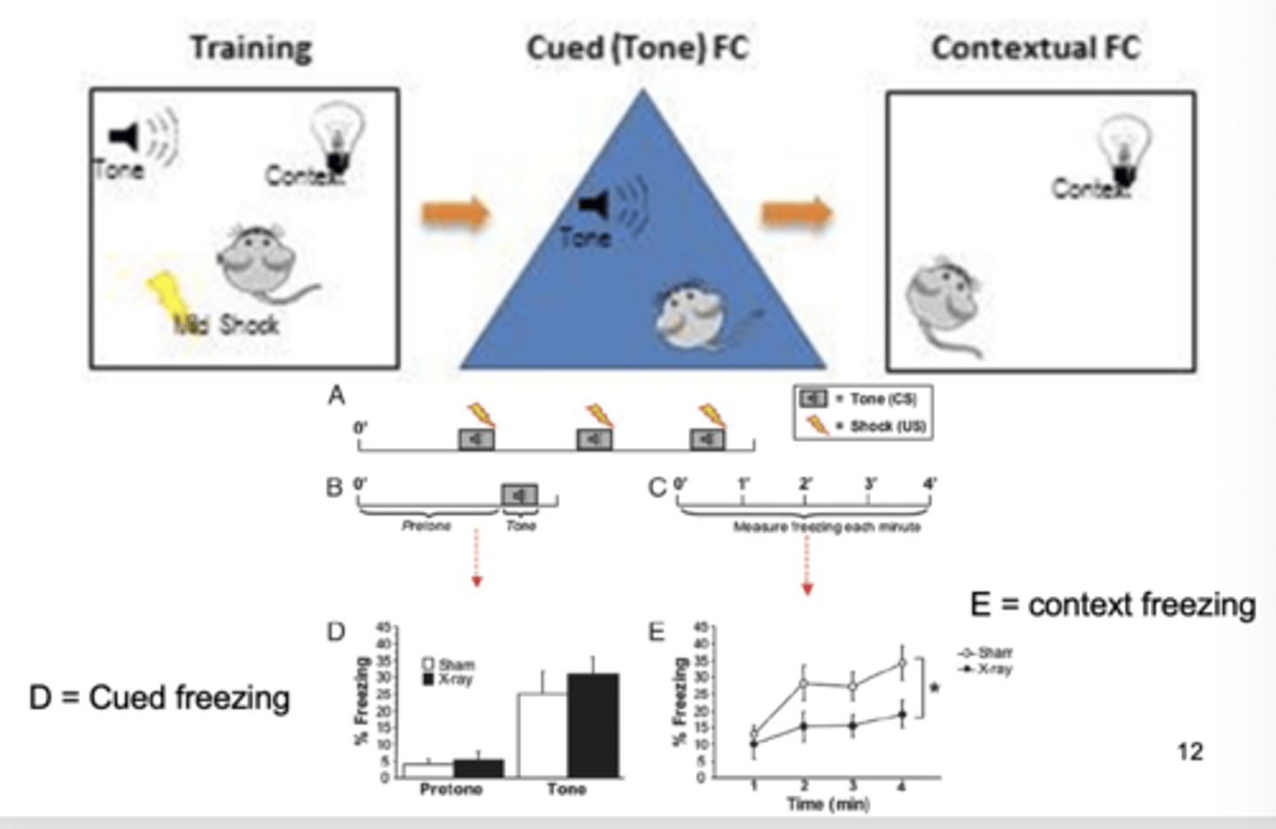 <p>both CONTEXT (chamber) and CUE (tone) are related to expectations of a shock (fear response)<br>- fear response = freezing</p>