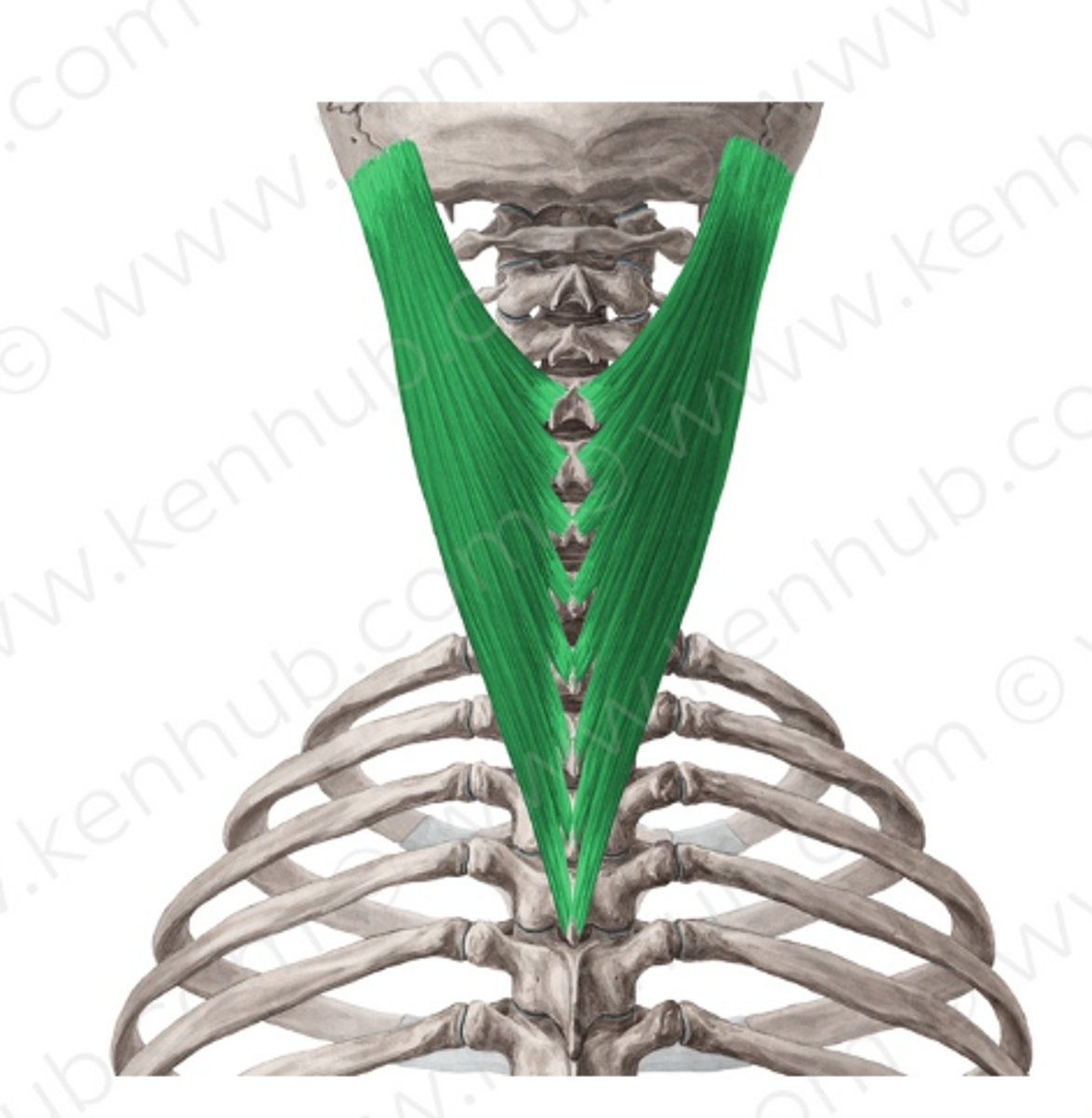 <p>Welke spier is dit?</p>