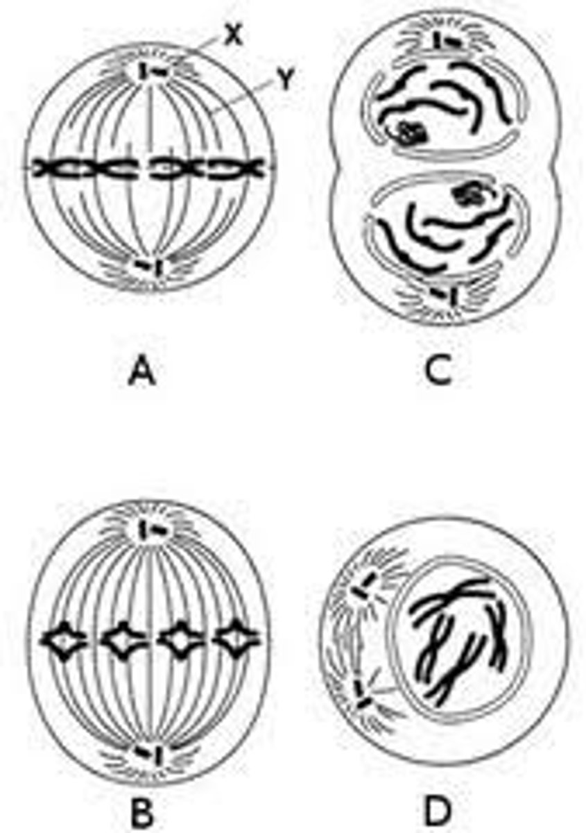 <p>D, A, C, and B</p>
