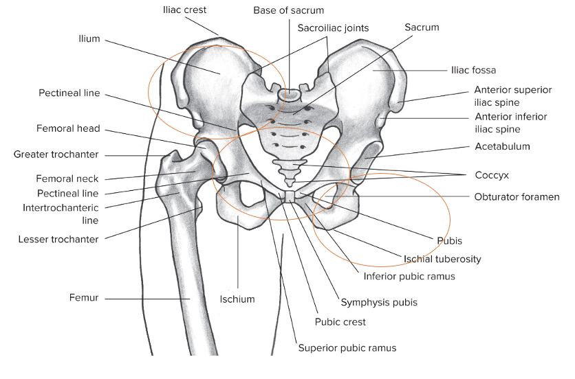 Ilium: superior 
Ischium: posterior 
Pubis: anterior 

They make up the three rings and all move together, never independently 