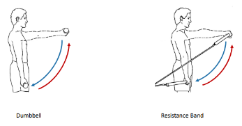 <p>These 2 isotonic exercises are called what?</p>