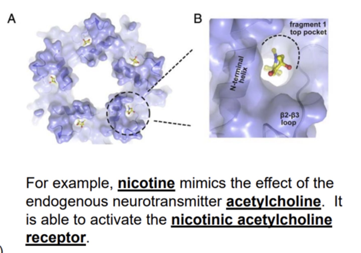 <p>binds to receptors and mimics the effects of the endogenous compound </p><p>(neurotransmitters, hormones, etc.) </p>