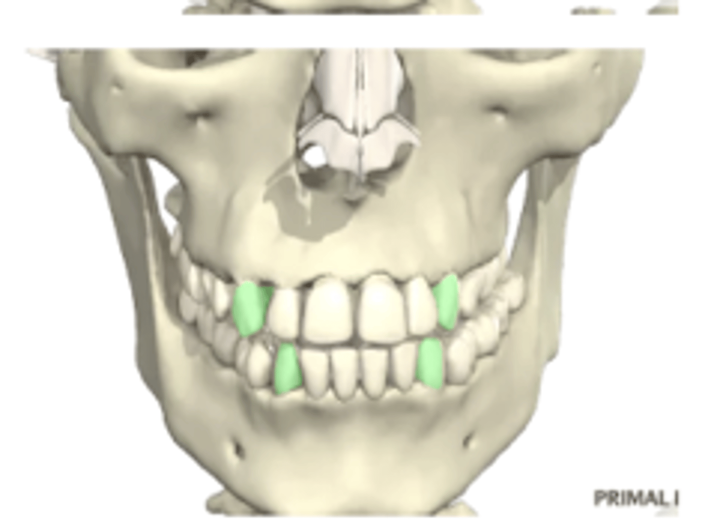 <p>1.5 years old to 9-12 years old</p>