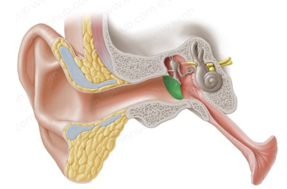 <p>What part of the outer ear is in green?</p>