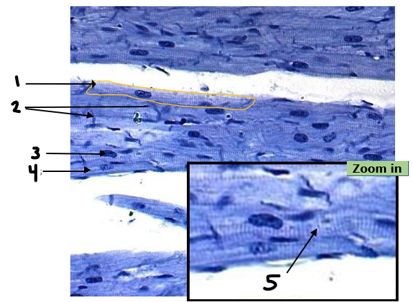 <p>Label structures 1-5</p>