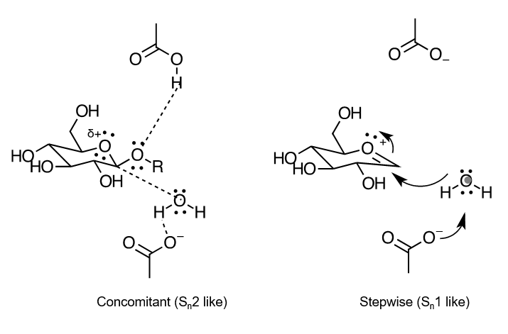 <p>we arent sure, maybe should learn both. sn2 is where all steps happen at once, sn1 is stepwise</p><p>more likely sn1 though since theres a carbocation intermediate formed</p>