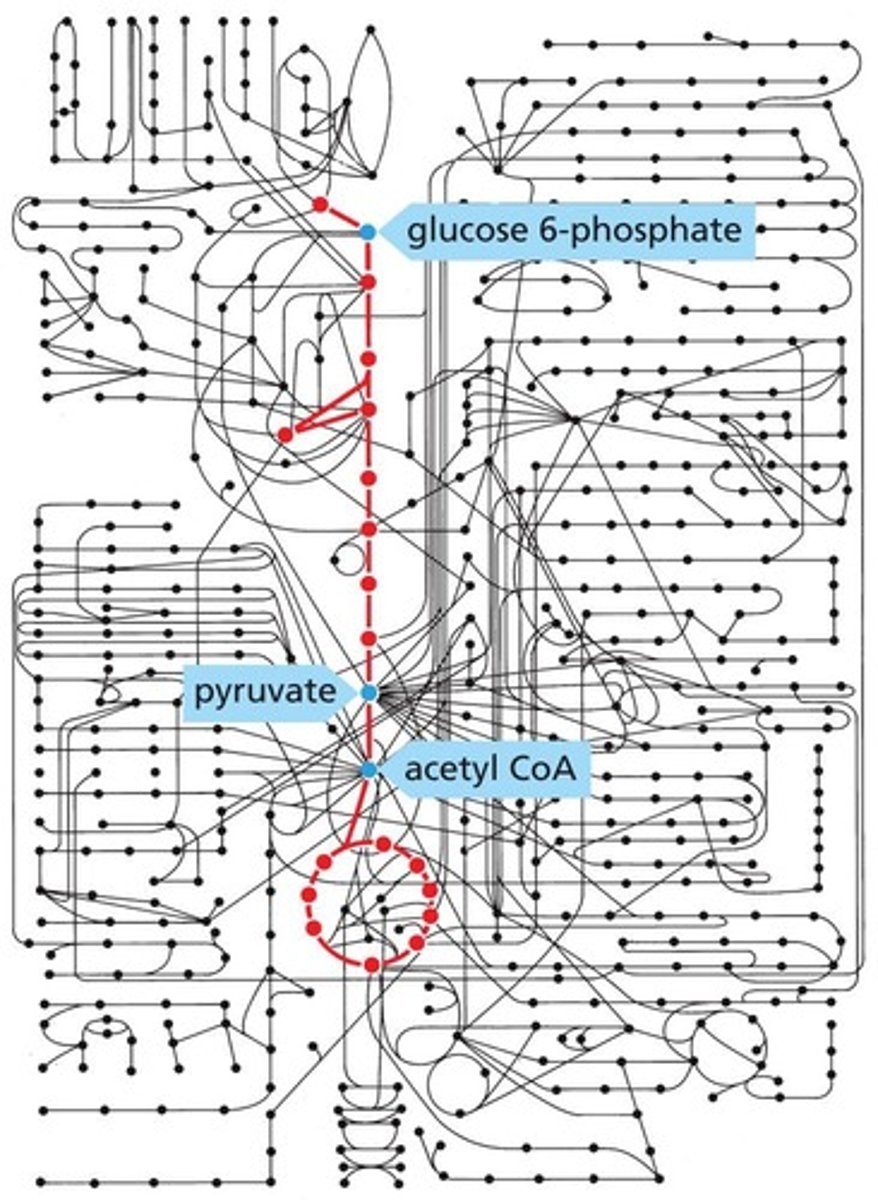 <p>Key molecule linking glycolysis to citric acid cycle.</p>