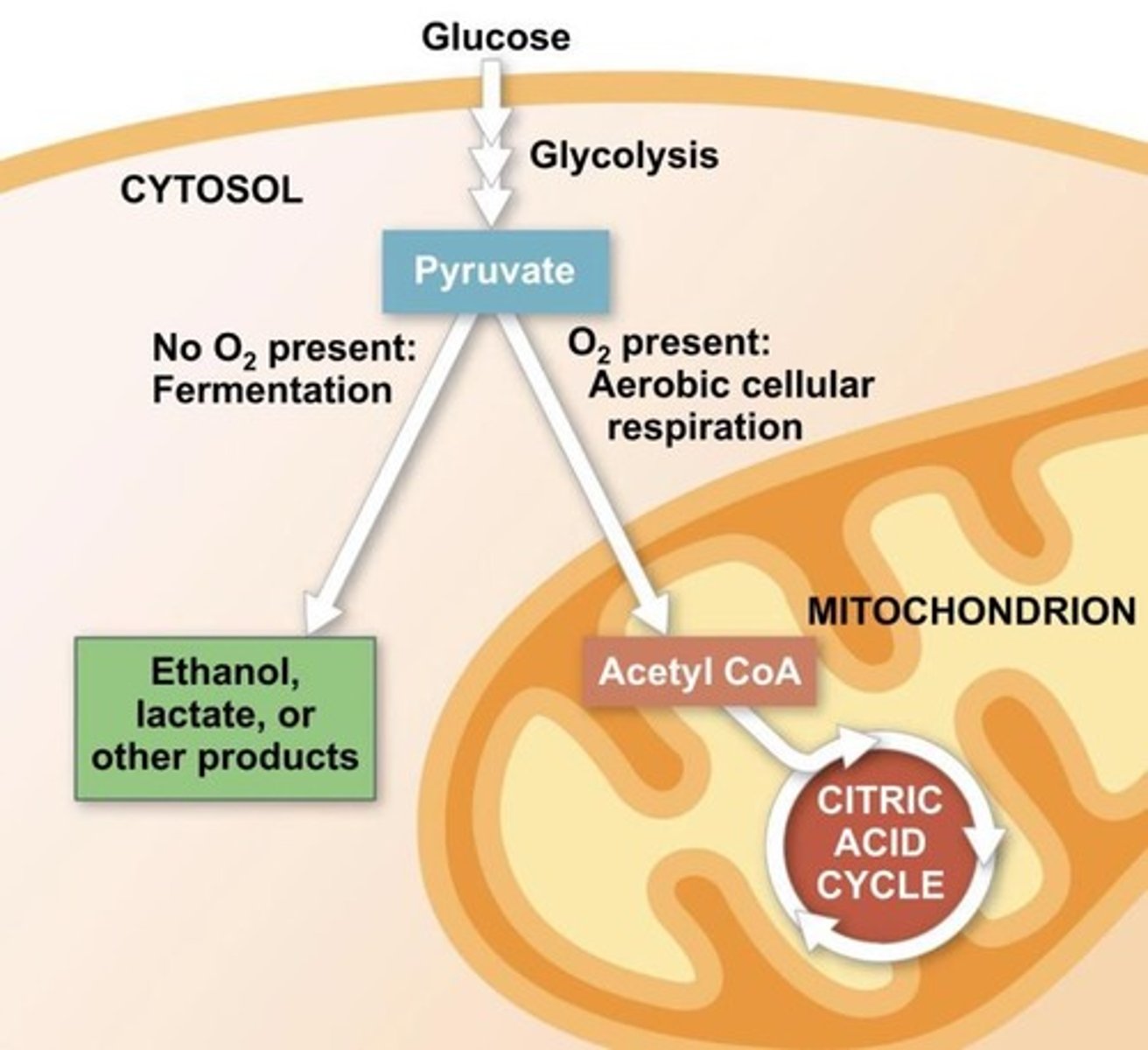<p>Input: one molecule of glucose, two molecules of ATP, and two molecules of NAD+; Output: 2 pyruvate molecules, a net gain of 2 ATP molecules, and 2 NADH molecules; Occurs in cytoplasm; Can occur with or without oxygen.</p>