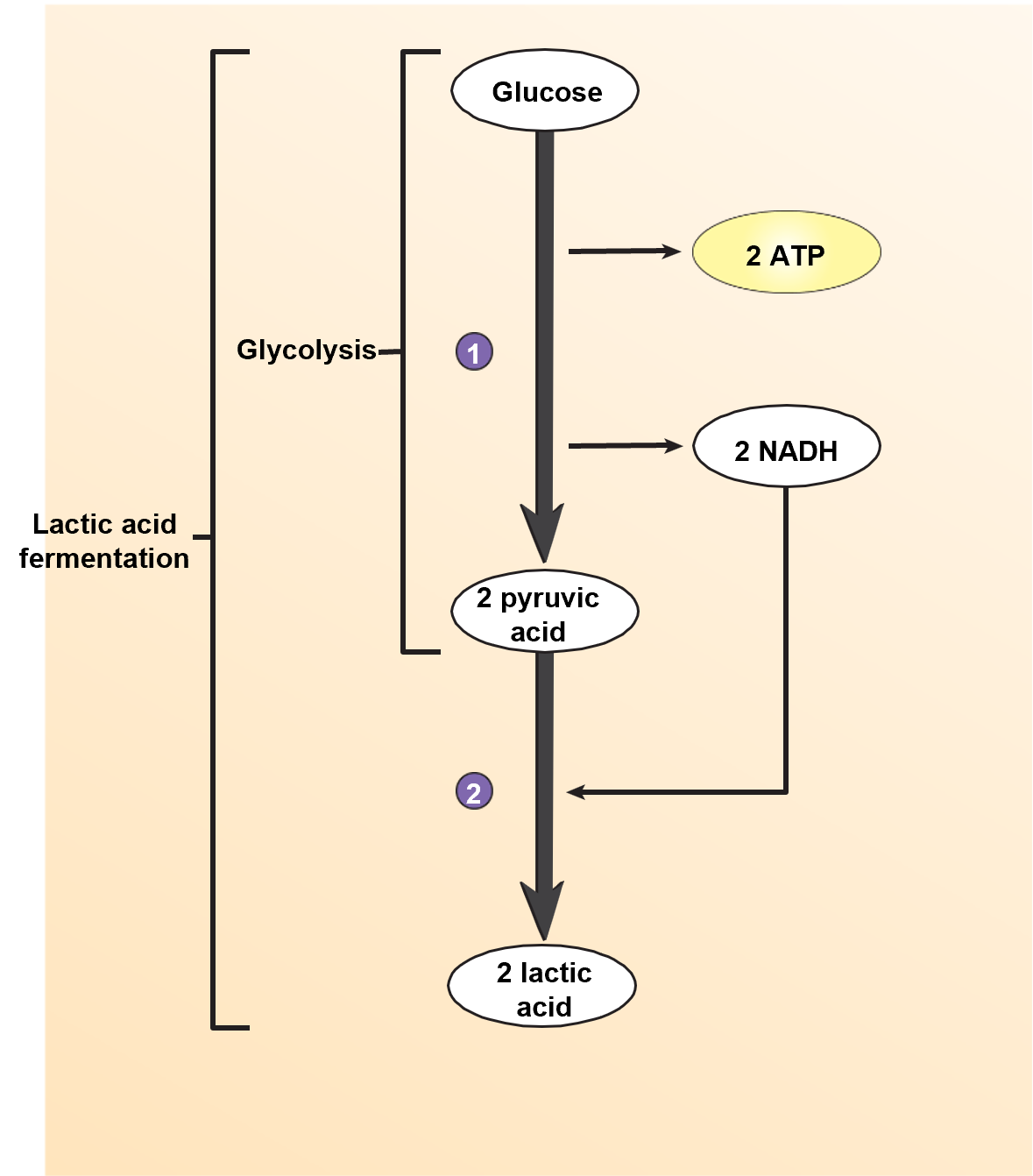 the breakdown of glucose in the absence of oxygen that produces 2 ATP & 2 lactic acid (which releases a H+ and is converted to lactate)