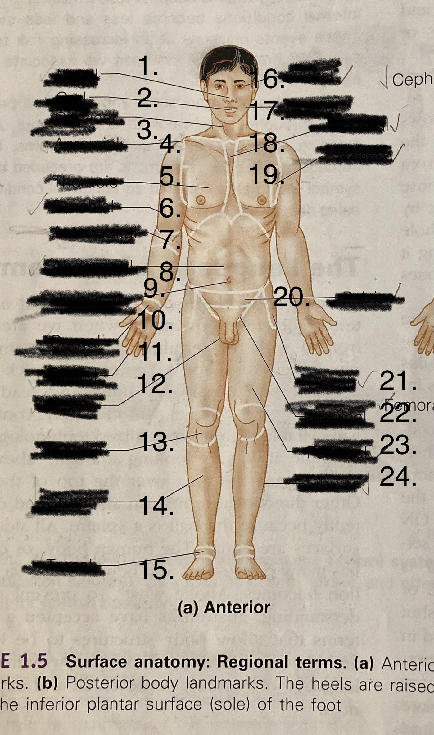 <p>Acromial</p>