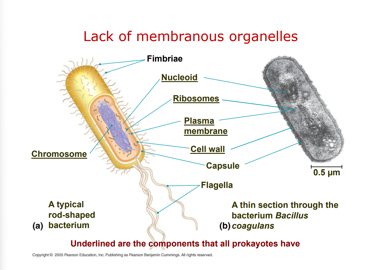 <p><strong>A3.</strong></p><ul><li><p><strong>No membrane-bound organelles</strong> or nucleus.</p></li><li><p>DNA in a <strong>nucleoid</strong> (single circular chromosome).</p></li><li><p>May have <strong>plasmids</strong> (small DNA rings).</p></li><li><p><strong>Ribosomes</strong> present but smaller (70S).</p></li><li><p>Specialized membranes may perform metabolic functions (e.g., photosynthesis, respiration).</p></li></ul><p>S</p>