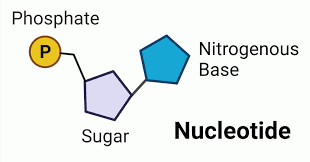 a sub-unit of DNA consisting of a phosphate group, a deoxyribose sugar and a nitrogenous base.

* assembled head to tail, forming a chain