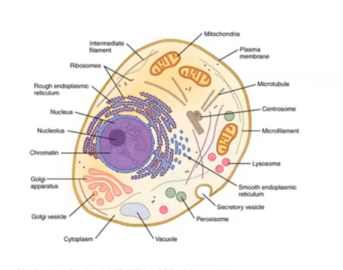 <p>animal cells&nbsp;</p>