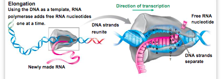 <p>Using the DNA as a template, RNApolymerase adds free RNA nucleotides. Continues until the ribosome reaches a stop codon on the mRNA.</p>