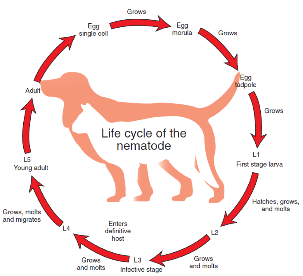 <p>Life Cycle of Nematode</p>
