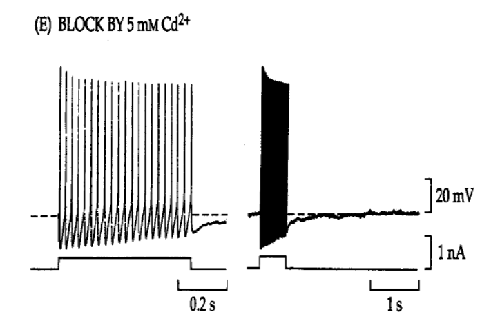 <p>by blocking Ca from entering the cell (can block with Cd2+)</p><p></p><p>(spike frequency adaptation is dependent on Ca2+)</p>