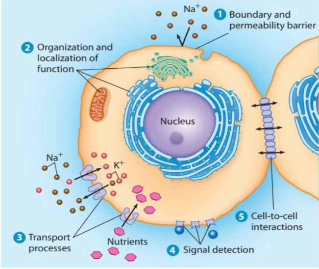 <p>Membranes not only define the cell and its organelles but important functions, including transports, signaling, and adhesion.</p>