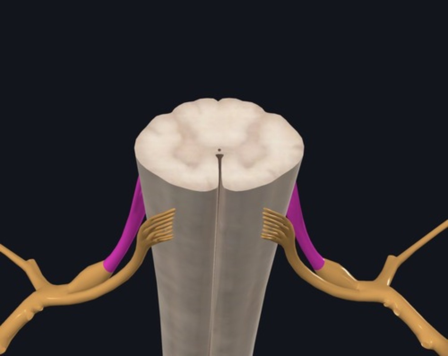 <p>Name the structure highlighted purple.</p>