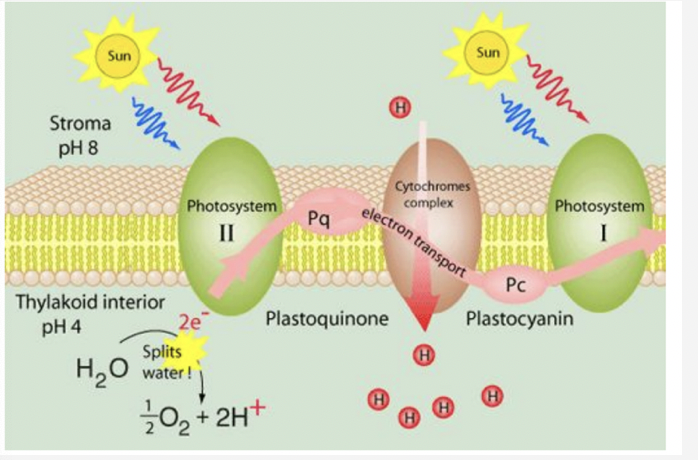 <ul><li><p>PQ accepts electron from PS 2 and protons from the stroma</p></li><li><p>the electron then travels through the thylakoid membrane → donates electron to cytochrome complex</p></li><li><p>simultaneously it releases the proton into the lumen →  increases the proton complex</p></li><li><p>cytochrome complex passes the electron to another shuttle molecule PC which carries it PS 1</p></li></ul>