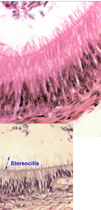<ul><li><p><strong>Longer and sometimes branched</strong> structures, similar to microvilli</p></li><li><p><strong>Increase surface area for ABSORPTION</strong></p></li><li><p>Found in <strong>epididymis</strong> and <strong>ductus deferens</strong>, and also in <strong>ear hair cells</strong> for <strong>mechanosensory</strong> function</p></li></ul><p></p>