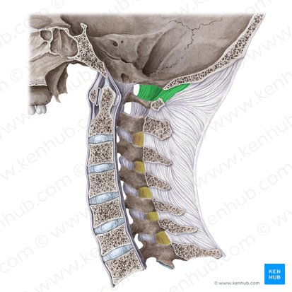 <p>What <strong>Cranial or Neck <u>Joint </u>is this?</strong></p>