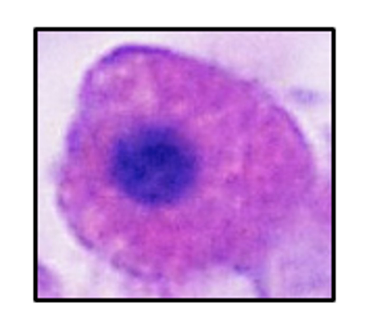 <p>What hormones are synthesized by acidophils of the pars distalis of the anterior pituitary?</p>