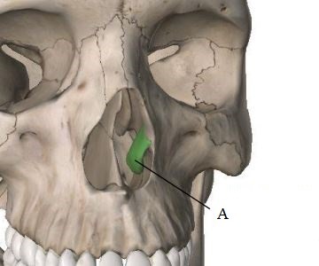 <p>Small irregularly shaped bones in the sides of the nasal canal</p>