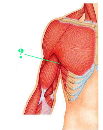 <p><span>Identify the indicated muscle.</span></p>