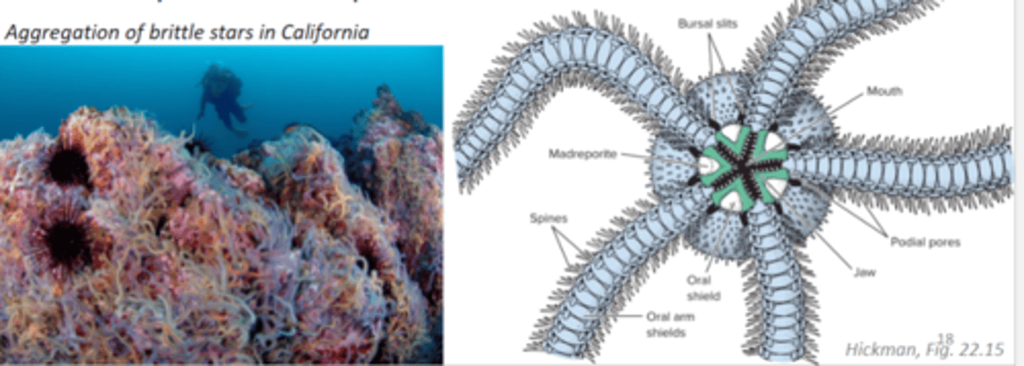 <p>brittle stars and basket stars, five arms, respiration using gills, closed ambulacral grooves, tube feet without suckers so move by muscles in arm</p>