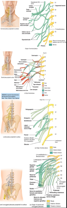 <ul><li><p>are formed from the ventral rami of the spinal nerves (except T2-T12)</p><ul><li><p>a plexus is a nerve network</p></li><li><p>there are four plexuses</p><ol><li><p><strong>the cervical plexus:</strong> C1-C4 → the phrenic nerve → the diaphragm (if damage can’t breath on your own)</p></li><li><p><strong>the branchial plexus</strong>: C5-T1 → the axillary, the radius, the ulna, and the median nerves</p></li><li><p><strong>the lumbar plexus:</strong> L1-L5 → the femoral nerve</p></li><li><p><strong>the sacral plexus:</strong> L4-S4 _. the sciatic nerve → a combination of the tibial and the fibular nerves</p><ul><li><p>terminal </p></li><li><p>sciatic nerve → pinched nerve</p></li></ul></li></ol></li><li><p>(high to low of how bad it would be to damage)</p></li></ul></li></ul><p></p>