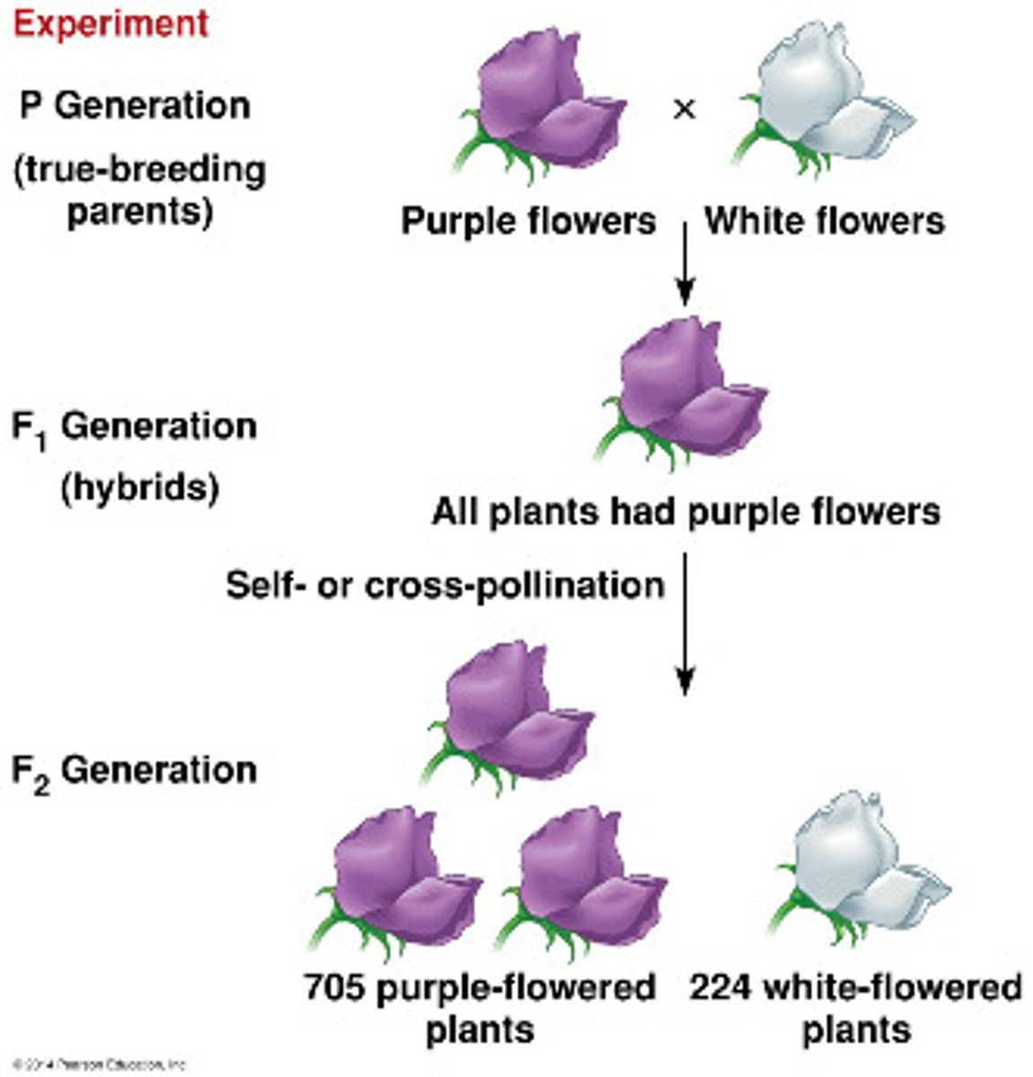 <p>Offspring resulting from interbreeding of the hybrid F1 generation.</p>