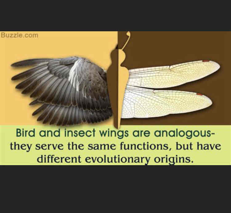 <p>Analogous structures are features of different species that are similar in function, but not necessarily in structure. They do not derive from a common ancestor and evolved in response to similar environmental challenges. The wings of birds and butterflies are examples of analogous structures. </p>
