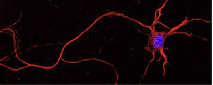 <p>Neurons</p>