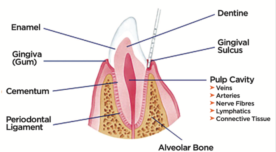 <p>Gums; the soft tissue surrounding teeth.</p>