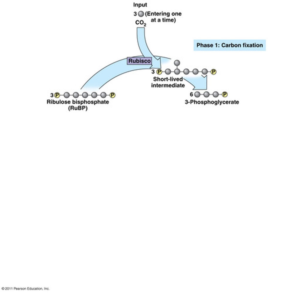 <p>CO2 from the atmosphere+ RuBP--&gt; 3 unstable 6-carbon molecules (they break) --&gt; 6 molecules of 3PGA</p>