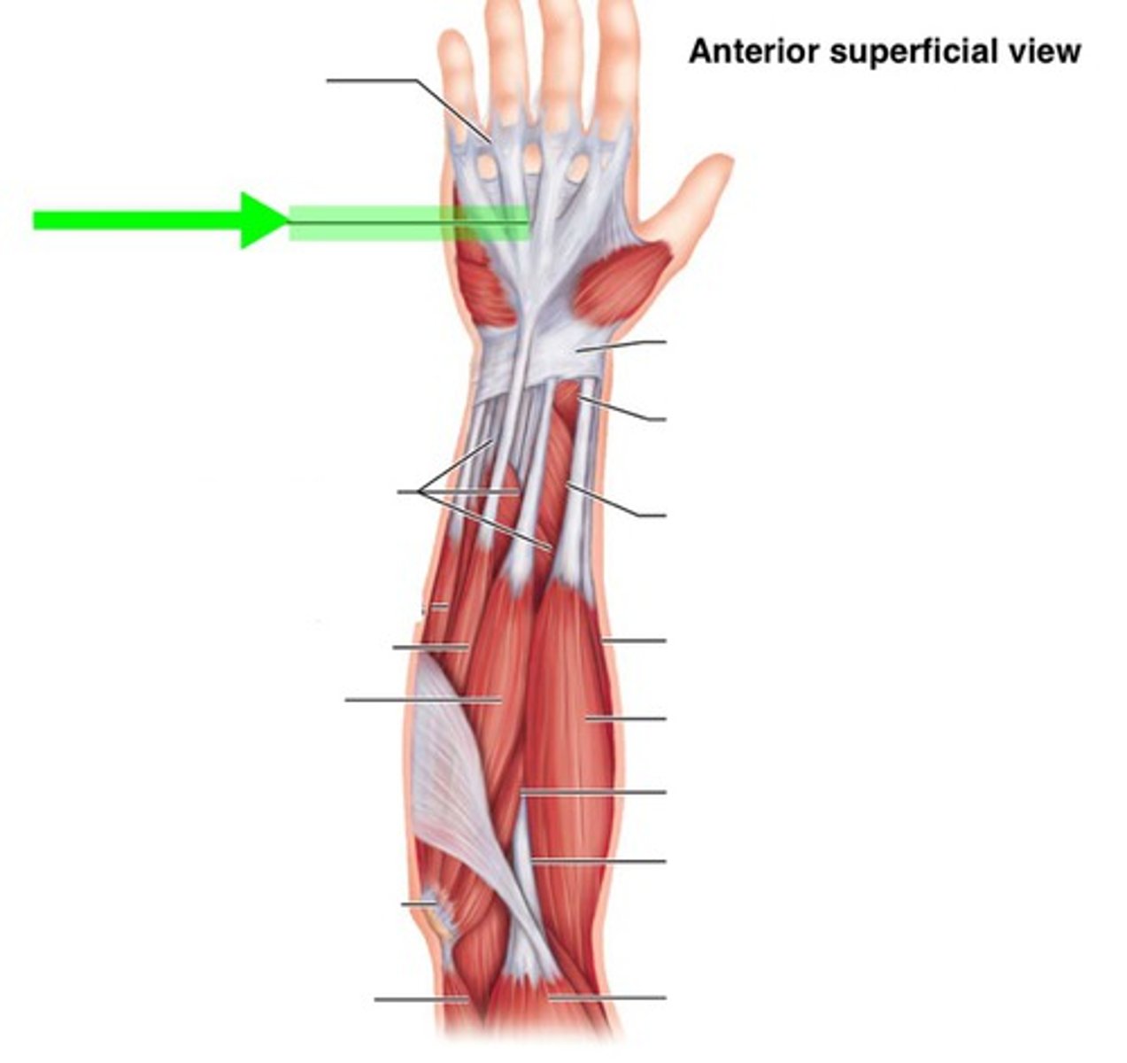 <p>sheet like tendon seen in the palmaris longus</p>