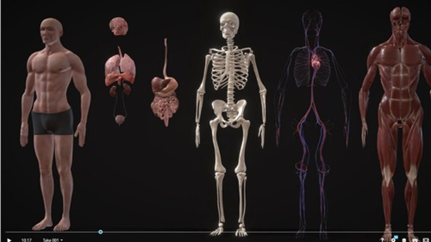 <p>the organ system that provides structure and support to the body</p>