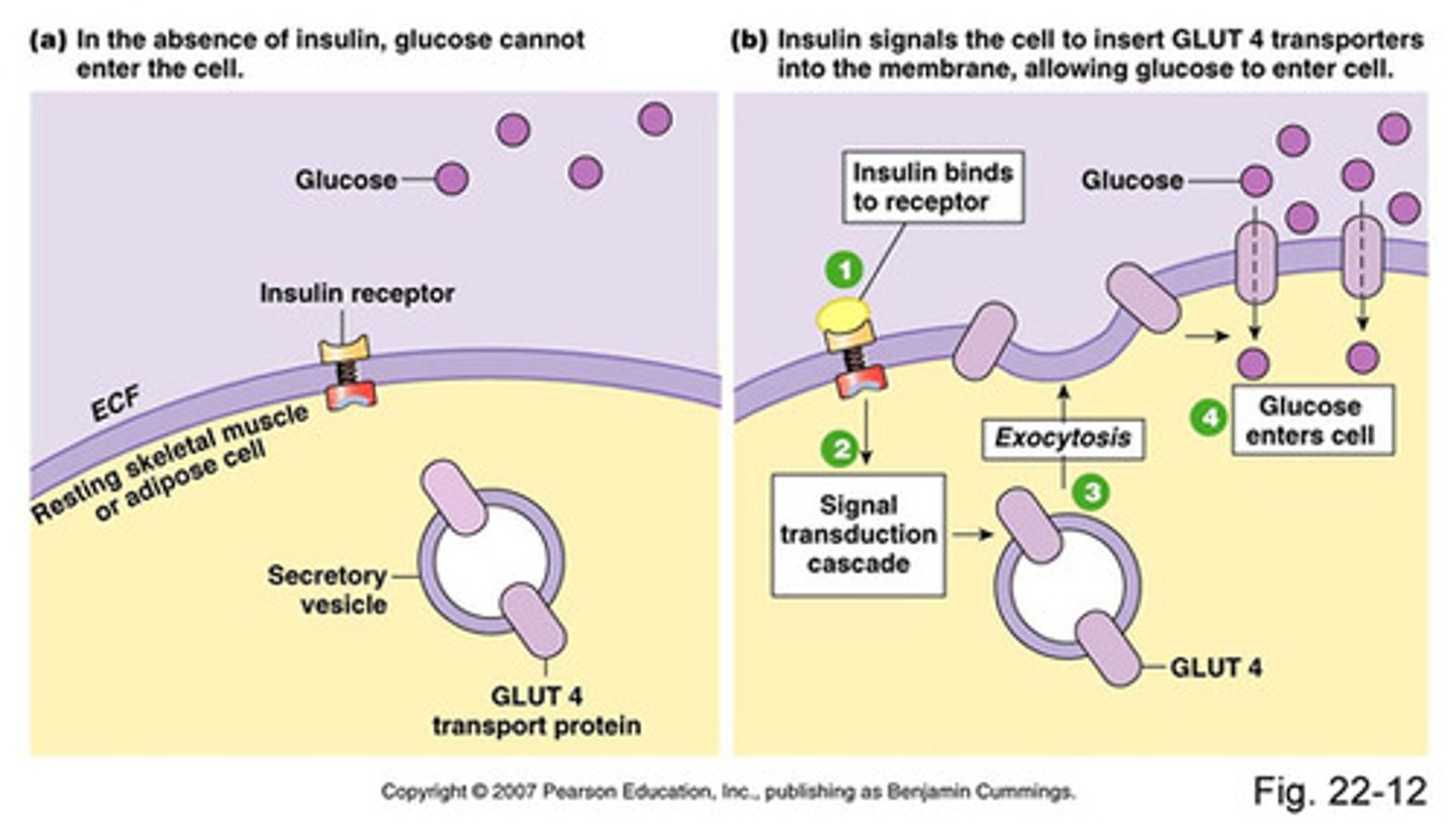 <p>True. Insulin's primary effect on Muscle is to take the GLUT4 transporters, typically found in endosomes, and have them inserted into the plasma membrane, so that more glucose will be uptaken.</p>