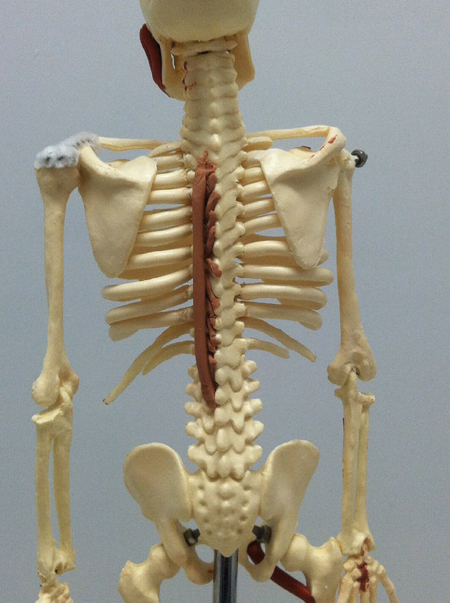 <p>extention and hyperextension of  vertebral column</p>