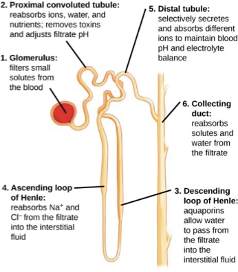 <p>Functional unit of kidney</p>