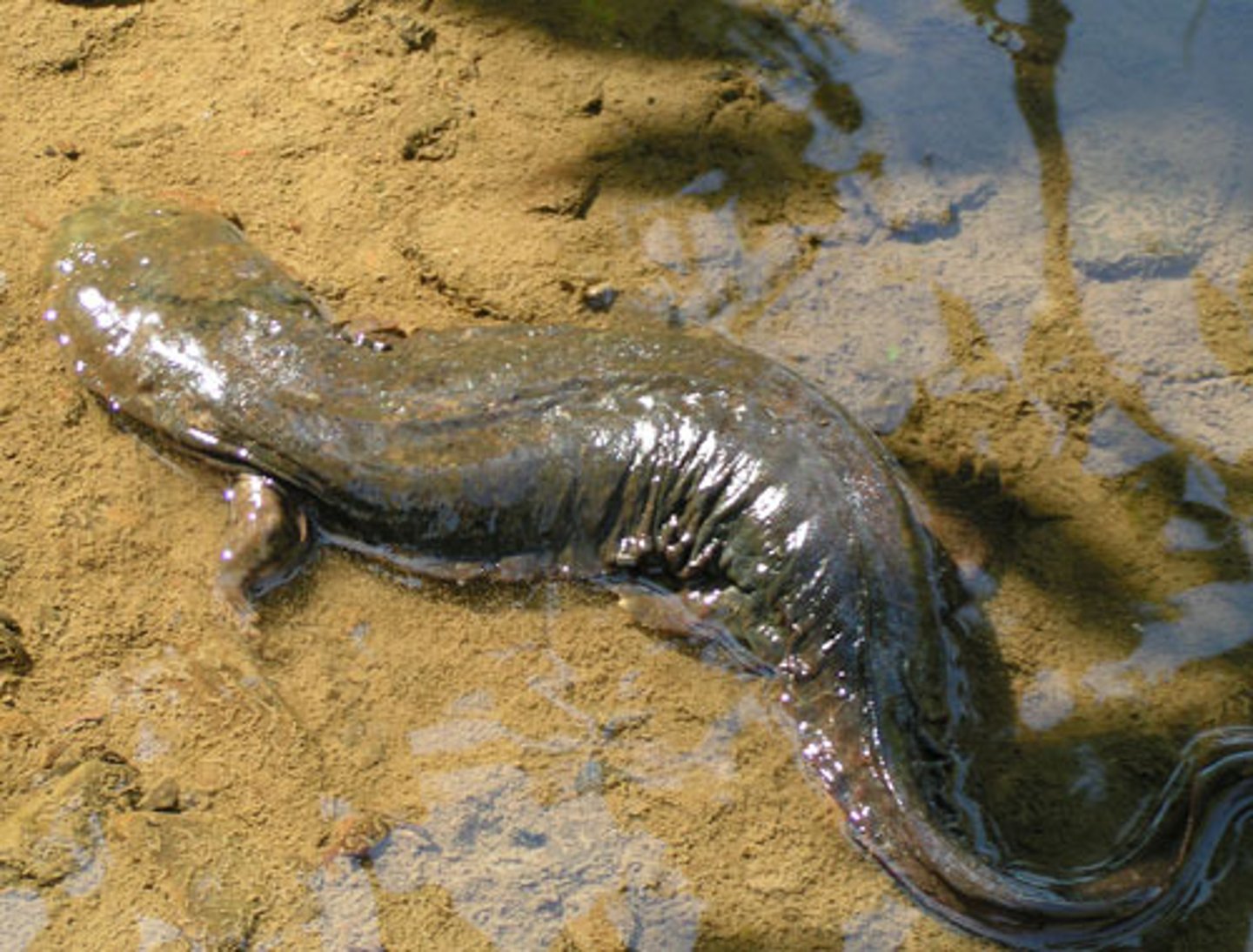 <p>Cryptobranchus alleganiensis</p><p>Order: Caudata</p><p>Family: Cryptobranchidae</p>