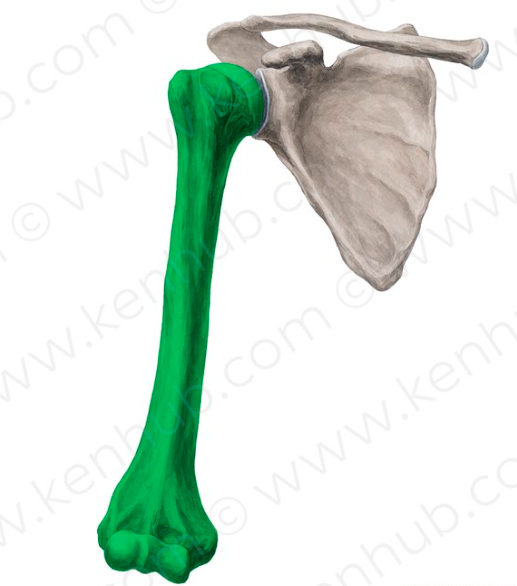 <p>What bone is this?</p>