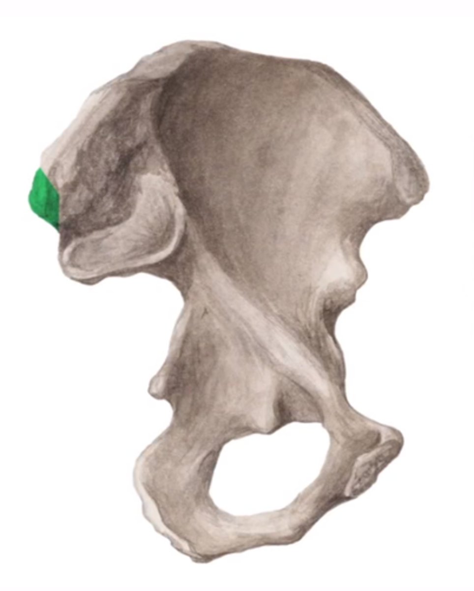 <p>spina iliaca posterior superior</p>