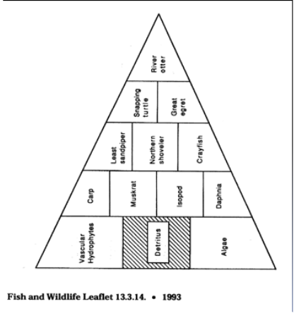 <p><span>Habitat and trophic support functions&nbsp;&nbsp;</span></p>