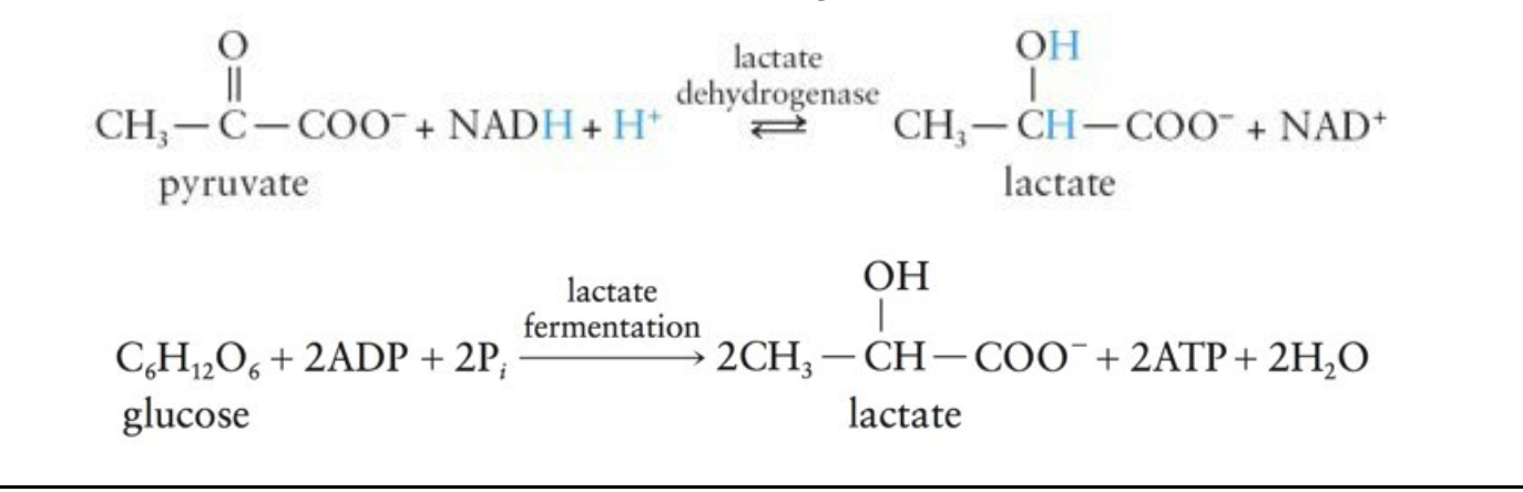 <p>Occurs in cells after strenuous or long-term muscle activity because the supply of oxygen is not enough for the reoxidation of NADH to NAD+</p><ul><li><p>Under <strong>anaerobic</strong> conditions, animals and some microorganisms can obtain limited energy through lactate formation</p></li></ul><p></p>