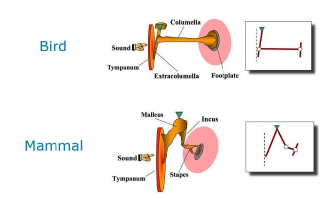 <ul><li><p>much simpler</p></li><li><p>1 auditory ossicle = <strong>columella (equivalent to the stapes)</strong></p></li><li><p>connects tympanic membrane to the inner ear</p></li><li><p>cochlea duct is not coiled (poor hearing)</p></li></ul><p></p>
