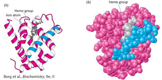 <p>R groups start to interact here</p><ul><li><p>folds?</p><ul><li><p>H bond, disulfide bridge, hydrophobic interactions, ionic bonds </p></li></ul></li></ul><p></p>