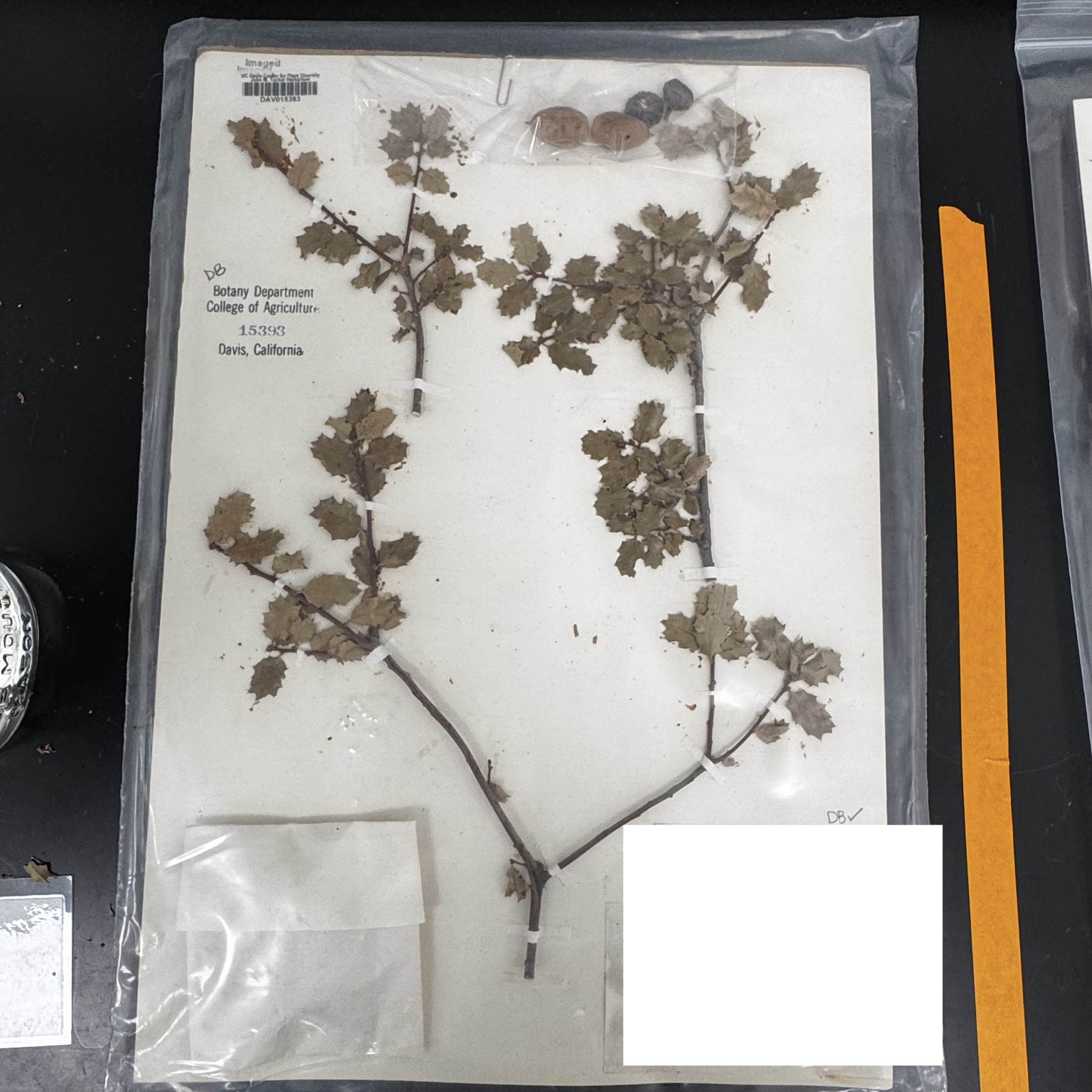<p>What order, family, and genus?</p>