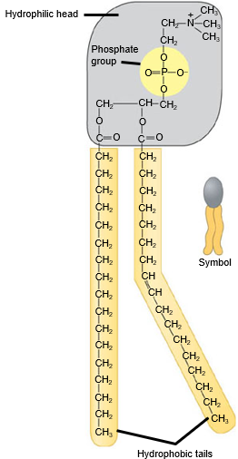 <p>describes teh plasma membrane as a polar/hydrophilic head and a nonpolar/hydrophobic tail</p>